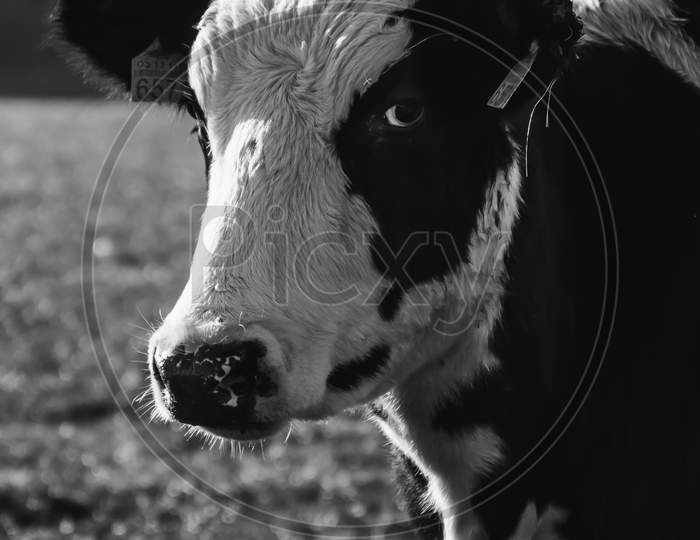Black And White Shot Of A White And Black Cow