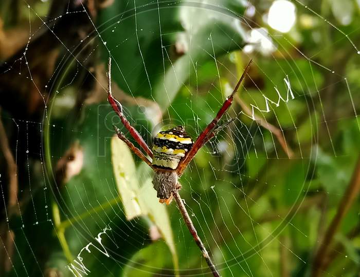 Spider INSECT Wild life