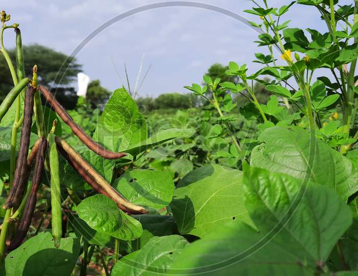 Bunch Of Raw Moong Beans On Plant In A Farm Land In India