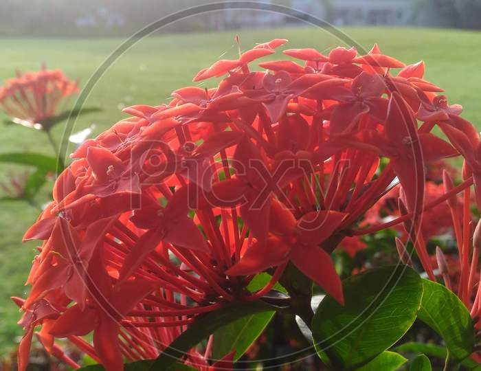 red flowers on a sunny day