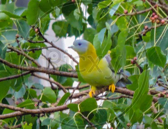 Yellow Footed Green Pigeon During Monsoon On Tree