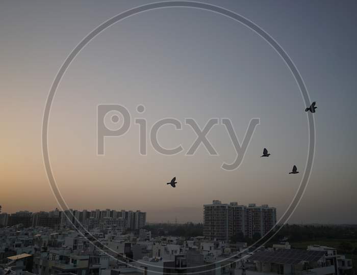 Bird With Sky View Over City Of India. Sunrise & Sunset View On City With Birds.