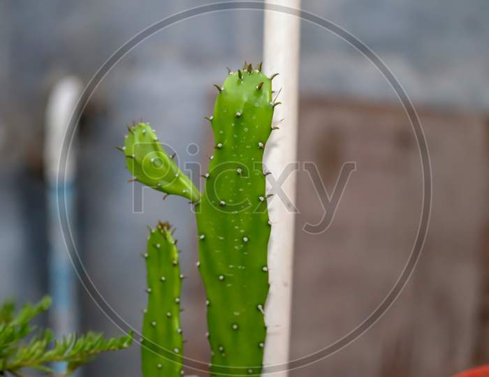 Green Prickley Pear  In Theblacklight Against  Close Up  Back  Background Blurred