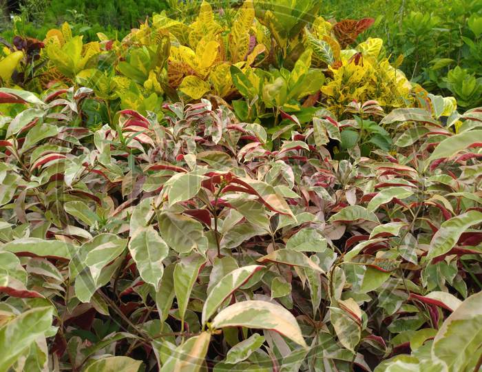 Colourful Plants For Garden,Garden Croton, Persicaria