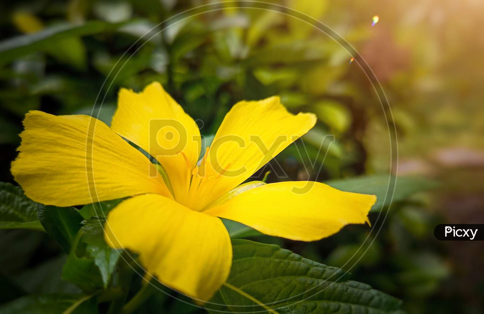 Closeup yellow flower