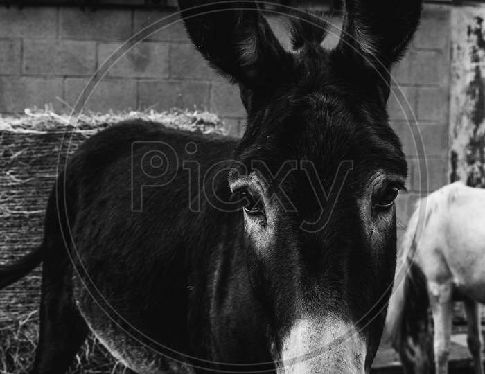 Black And White Shot Of A Donkey With Large Ears Looking To Camera