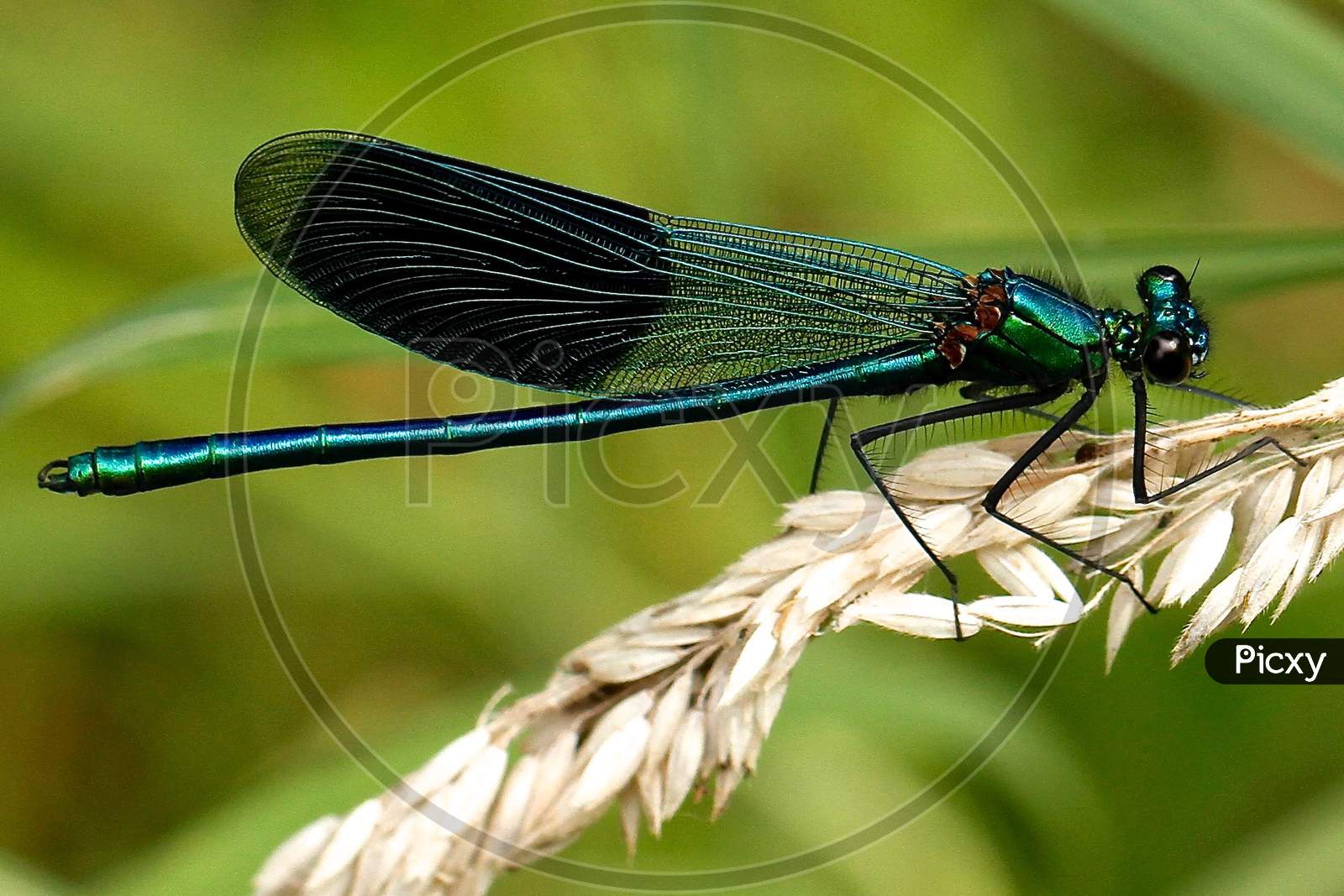different type of dragonfly