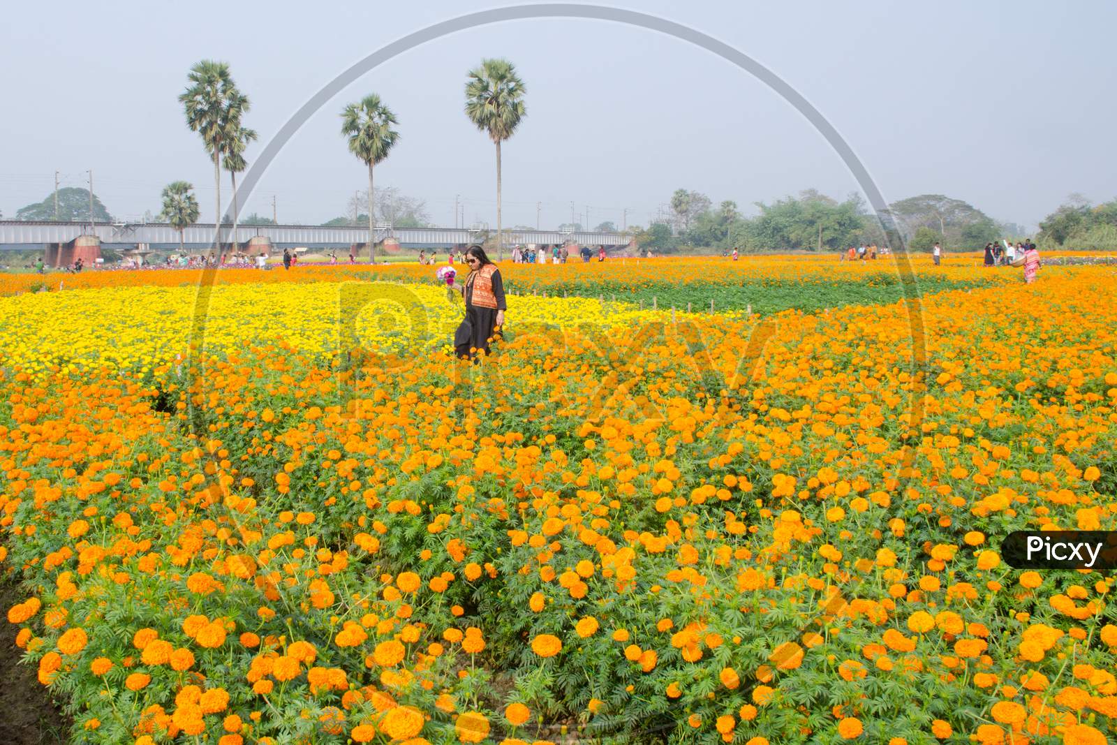 the valley of flower in west bengal