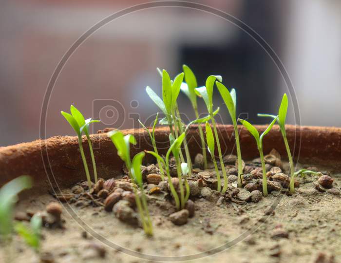 Plant Germination And Growth Of Sunflower Seeds