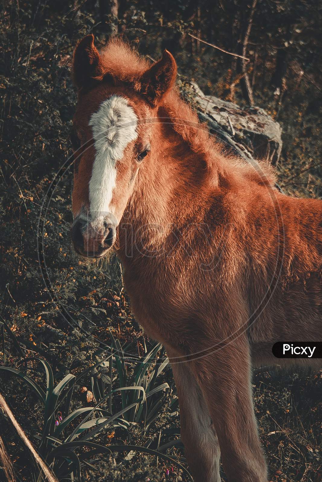 Baby Brown Horse Looking Straight To Camera