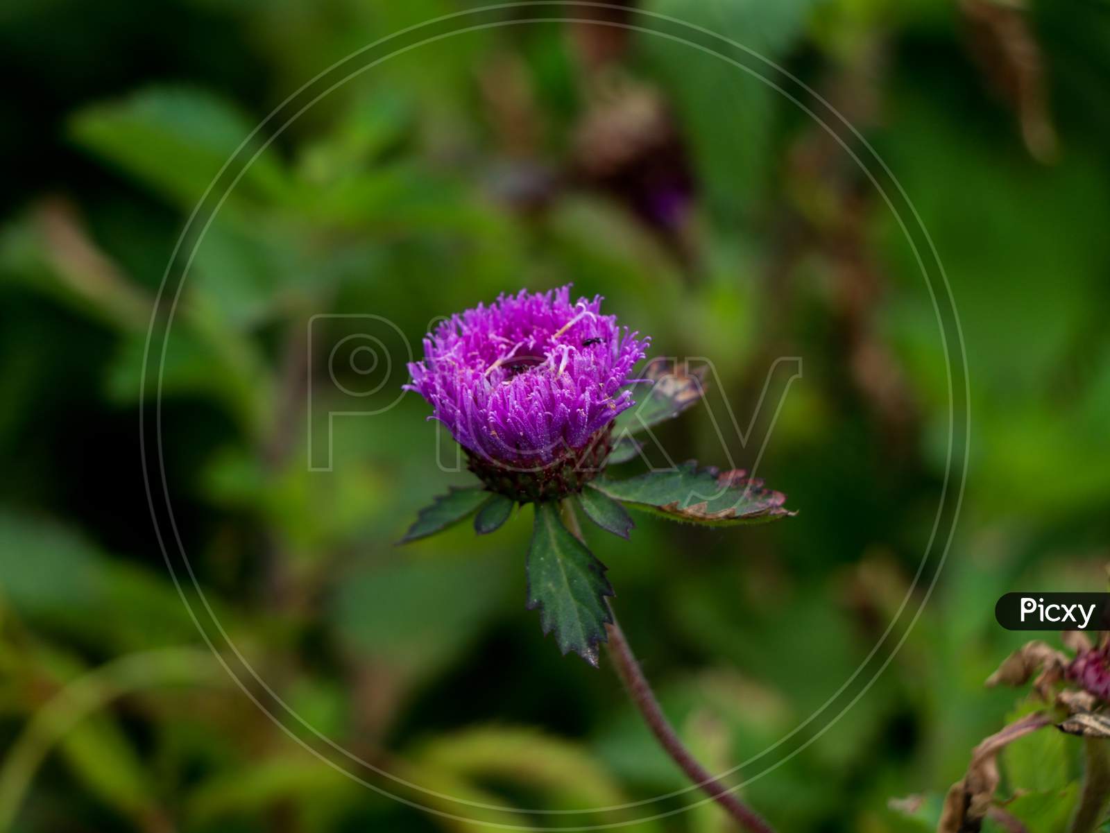Brazilian Button Flower In A Showy Blue-Purple Color, Selective Focus