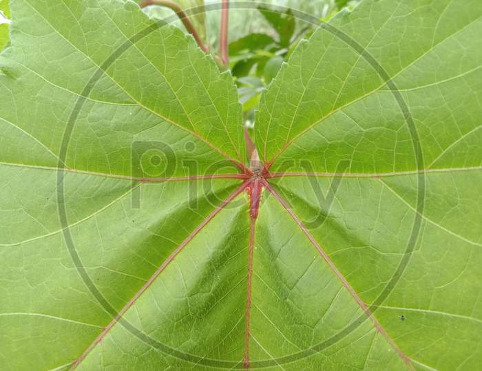 Green leaf close