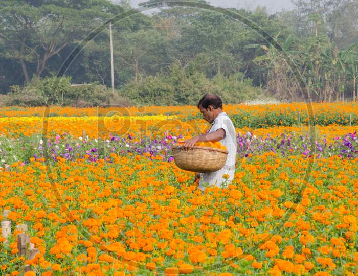 rural west bengal marigold flower field