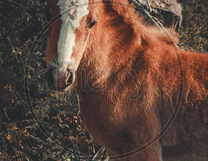 Baby Brown Horse Looking Straight To Camera