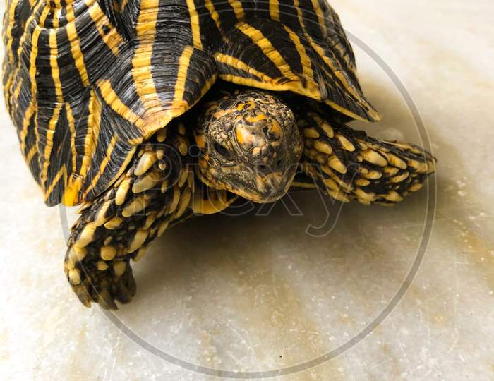See Turtle. Black And Yellow Turtle. Photo Of Sea Turtle