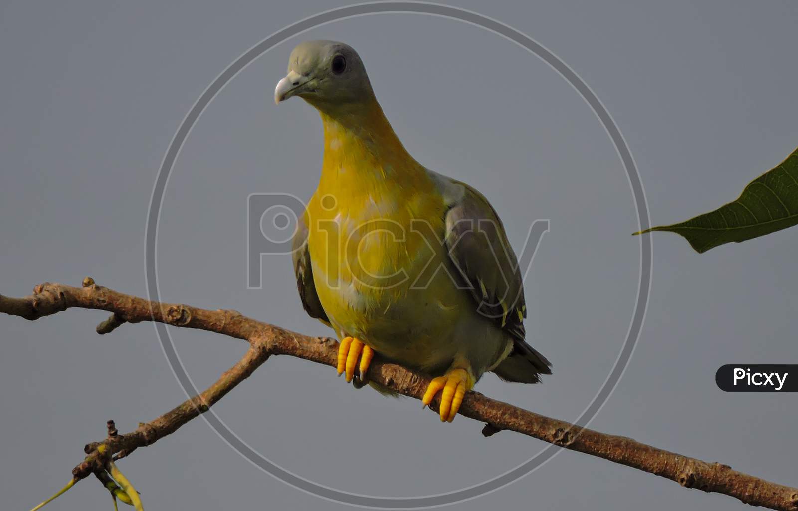 Yellow Footed Green Pigeon During Monsoon On Tree