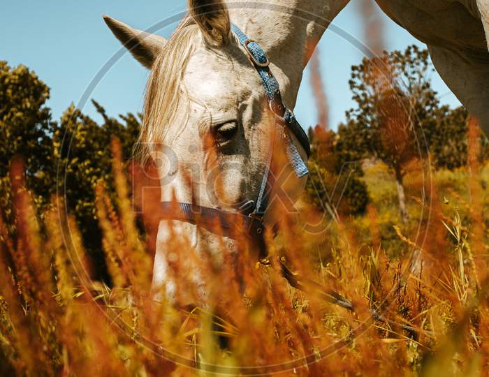 From The Floor Shot Of A White Horse Eating Grass