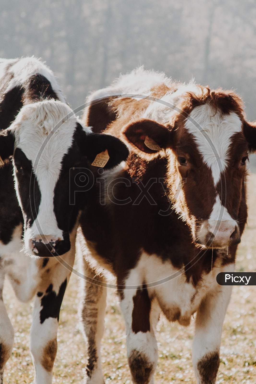 Baby Cows Resting And Looking Straight To Camera