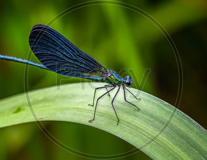 Beautiful blue dragonfly on green leaf