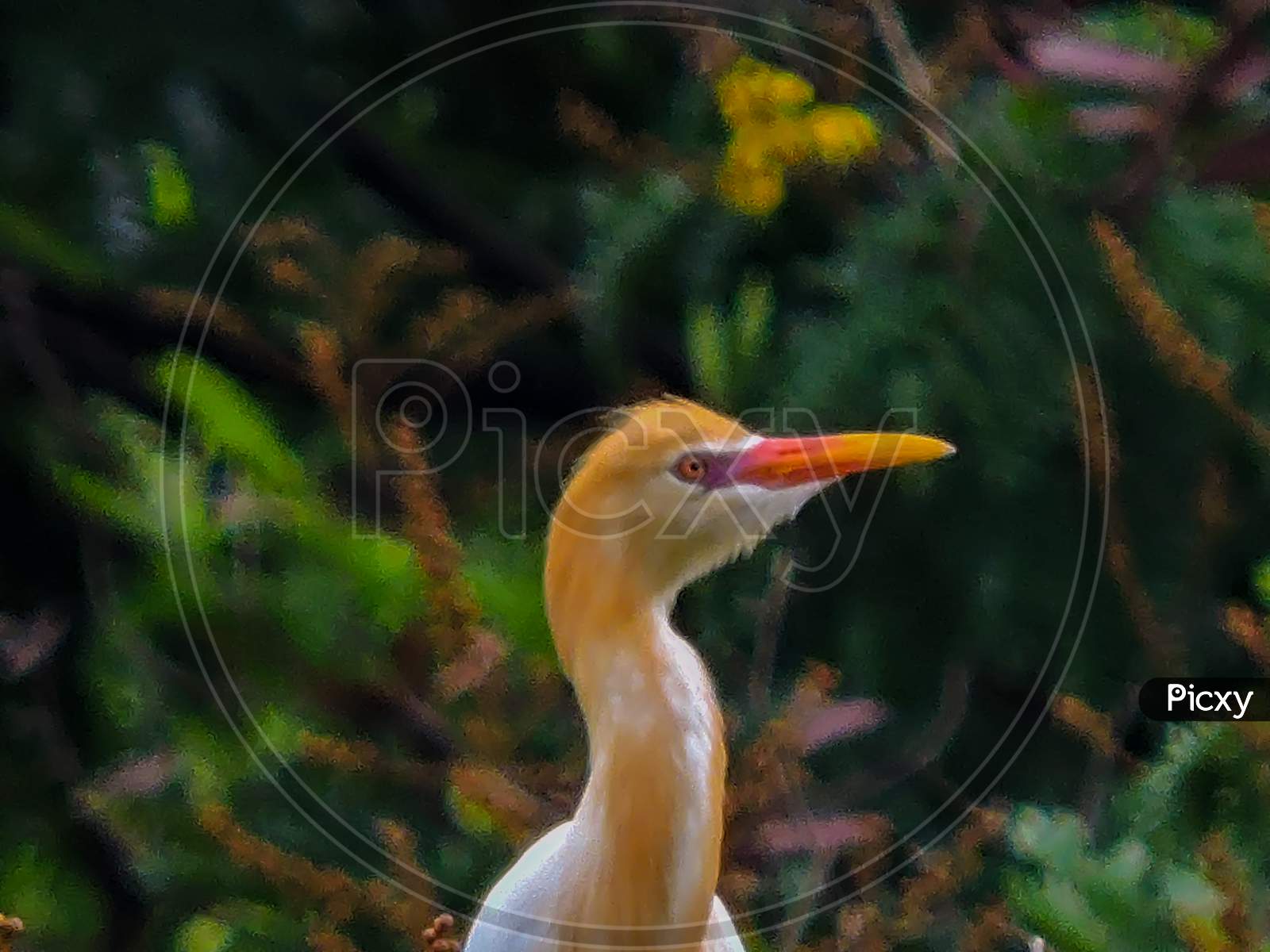 The Cattle Egret Closeup On Tree During Monsoon