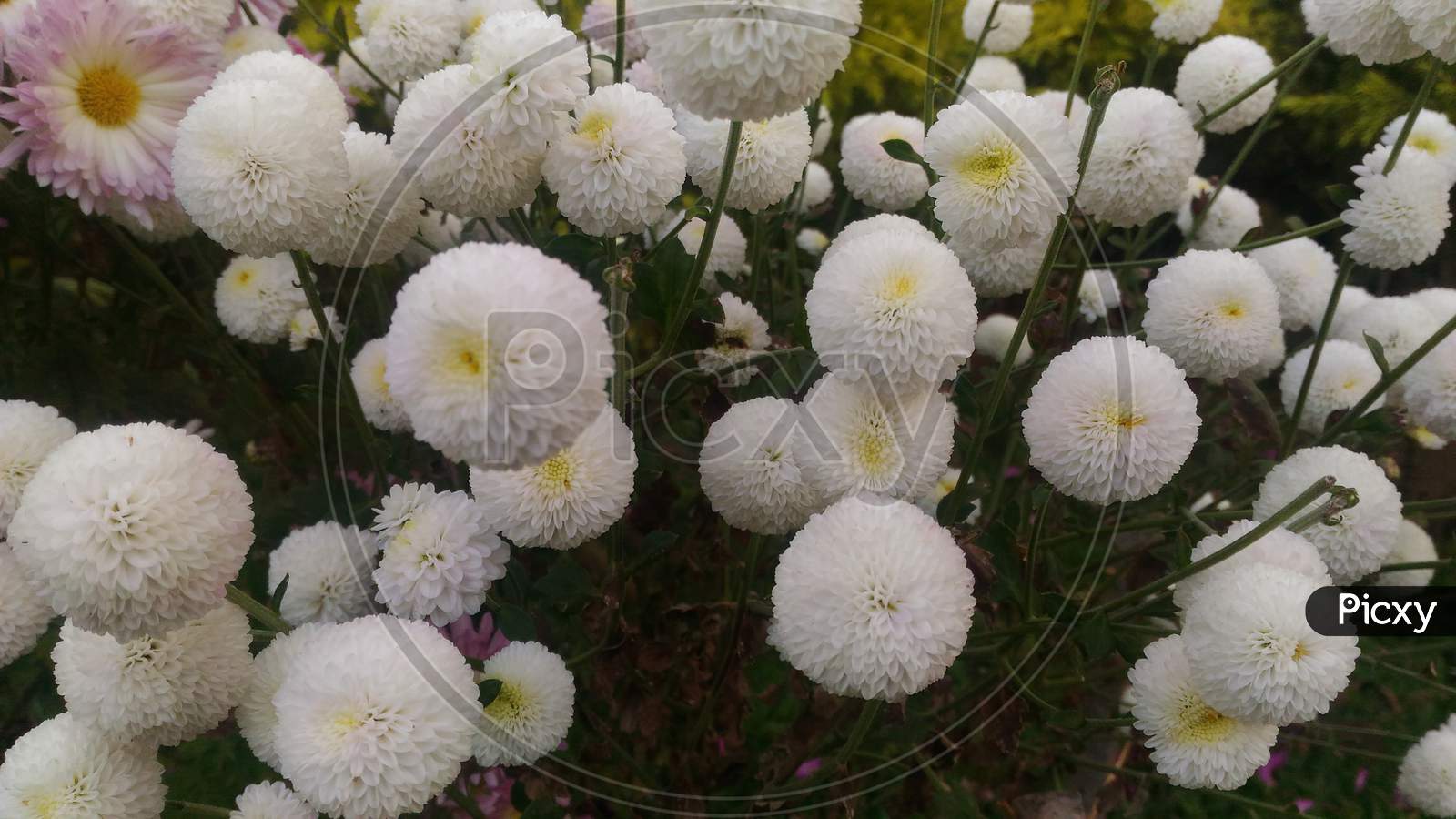 white poppy daisys