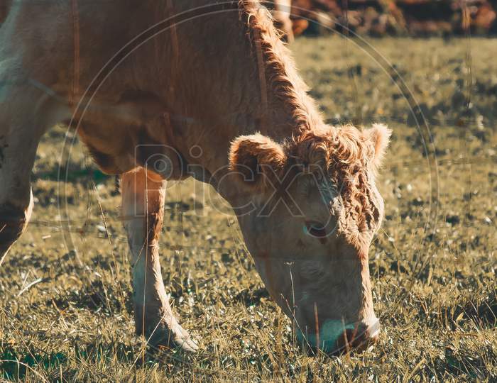 Cute Brown Cow Eating Grass And Resting