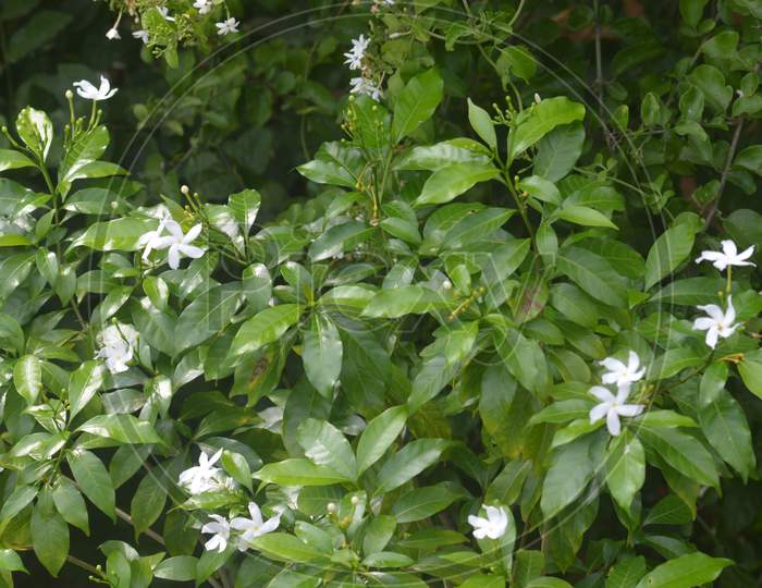 Indian plant in garden decorator outside home