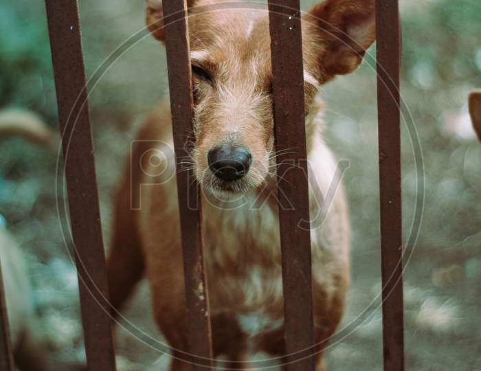 Cute And Brown Dog Looking Through The Fences