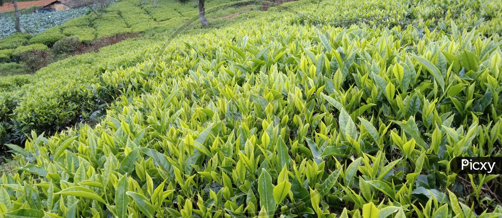 Fresh green tea estate
