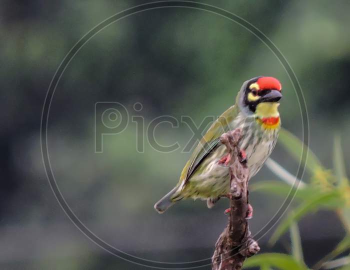 Copper Smith Barbet Early Morning During Monsoon On Tree