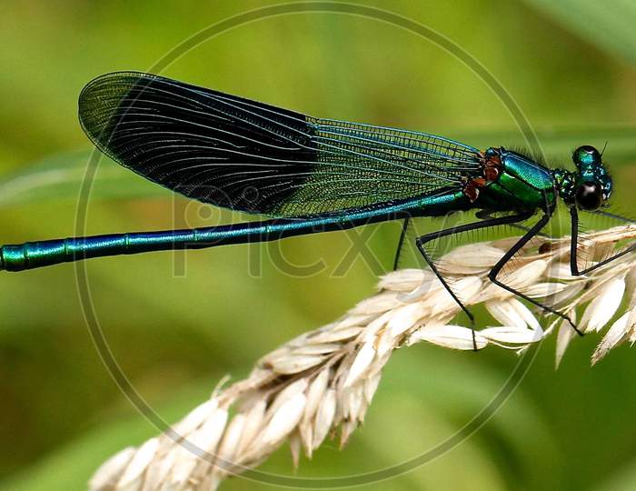 different type of dragonfly