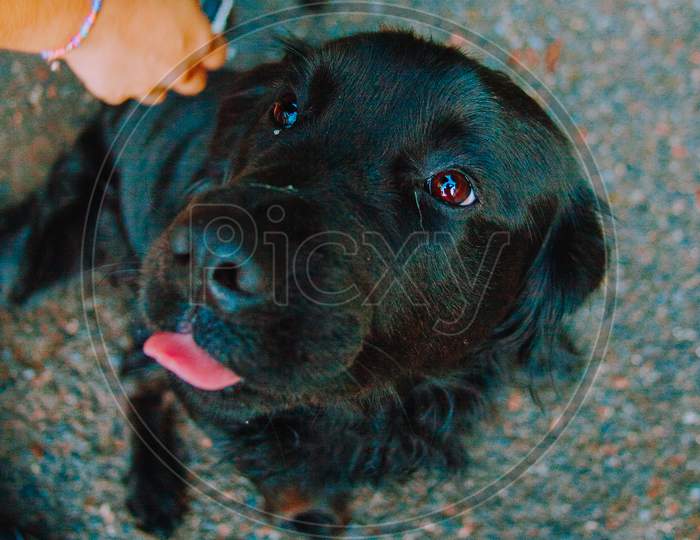 Black Labrador Looking To The Camera During A Cuddle