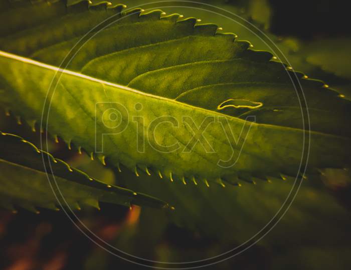 Detail and texture of leafs with different shapes.