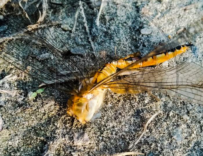 A picture of dragonfly with blur background