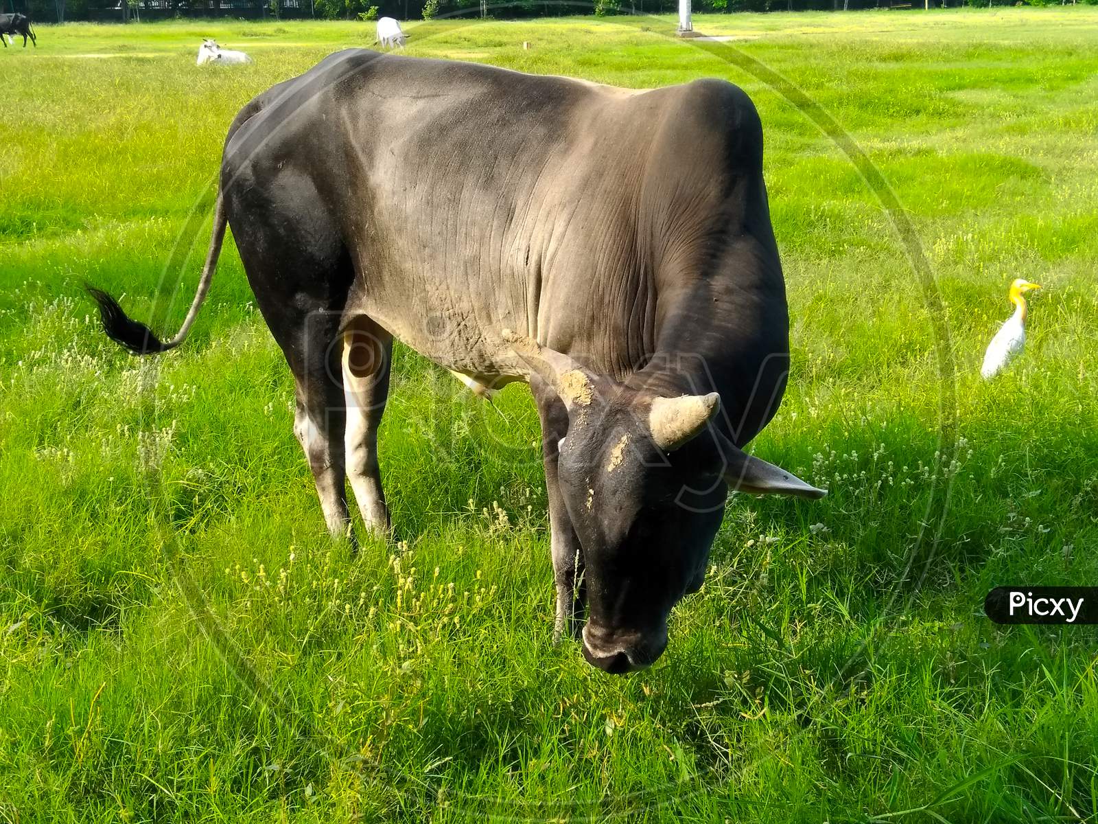 A picture of cow in garden