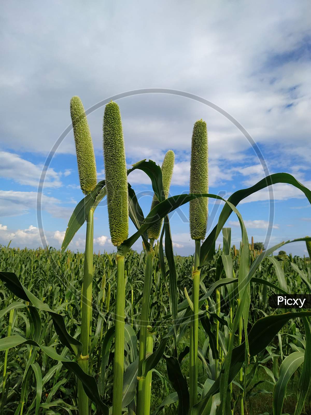 Green Millet Ears On Blue Sky Background