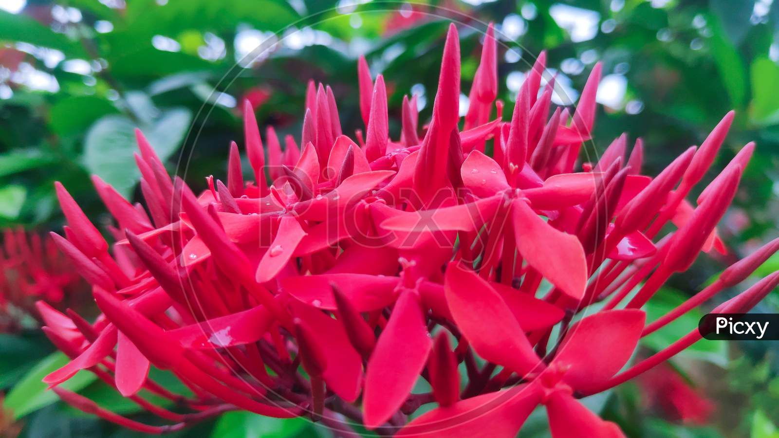 Single Beautiful red Ixora Coccinea Flower with green leaves