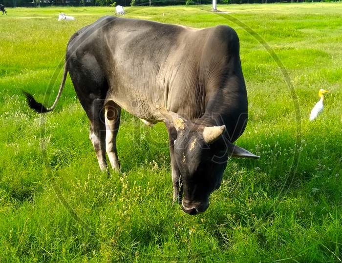 A picture of cow in garden