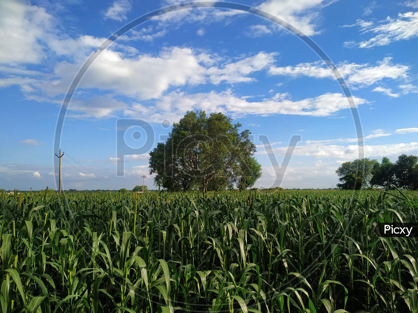 Millet Field And Trees On Blue Sky Background