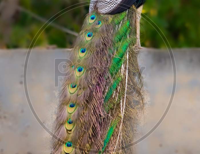 Indian peacock