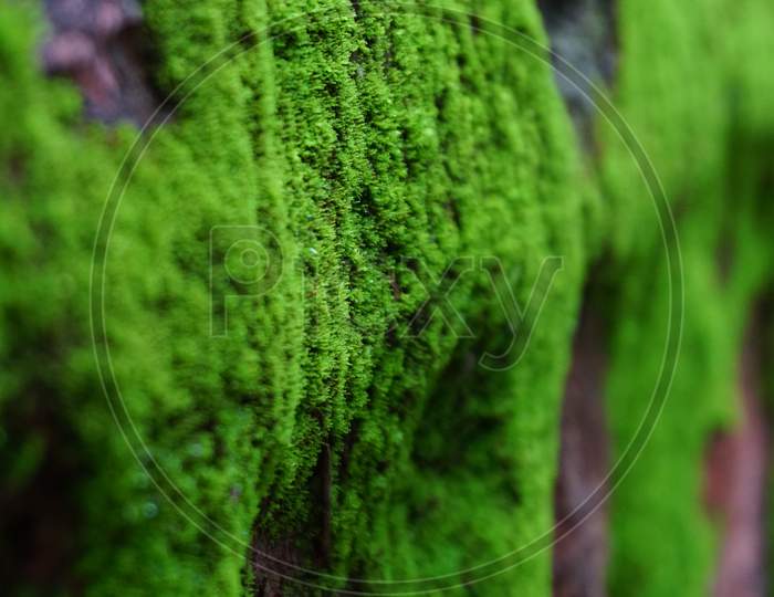 green moss, green wall, plant, closeup,grass,botany,nature