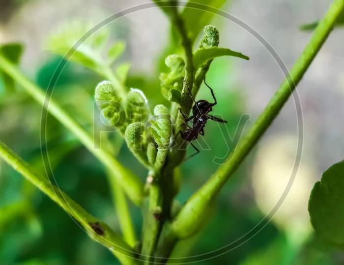 There Is A Ant Sitting On The Green Leaves And The Green Background.