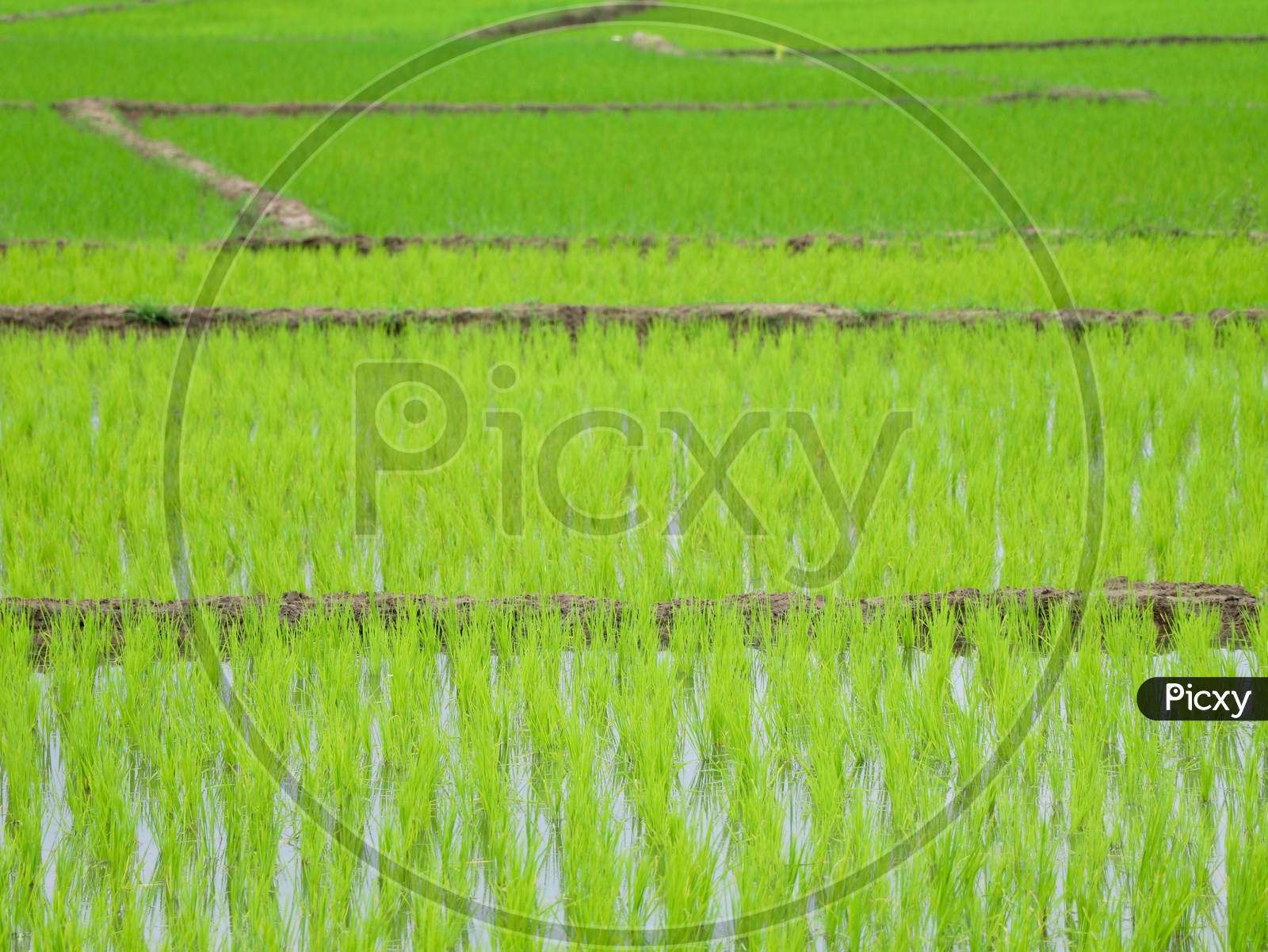 Newly Planted Paddy Field In A Village