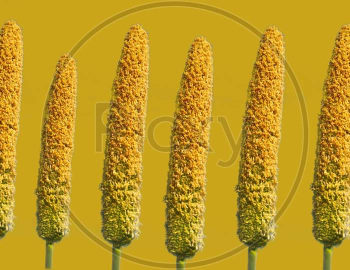 Six Ears Of Millet On Yellow Background