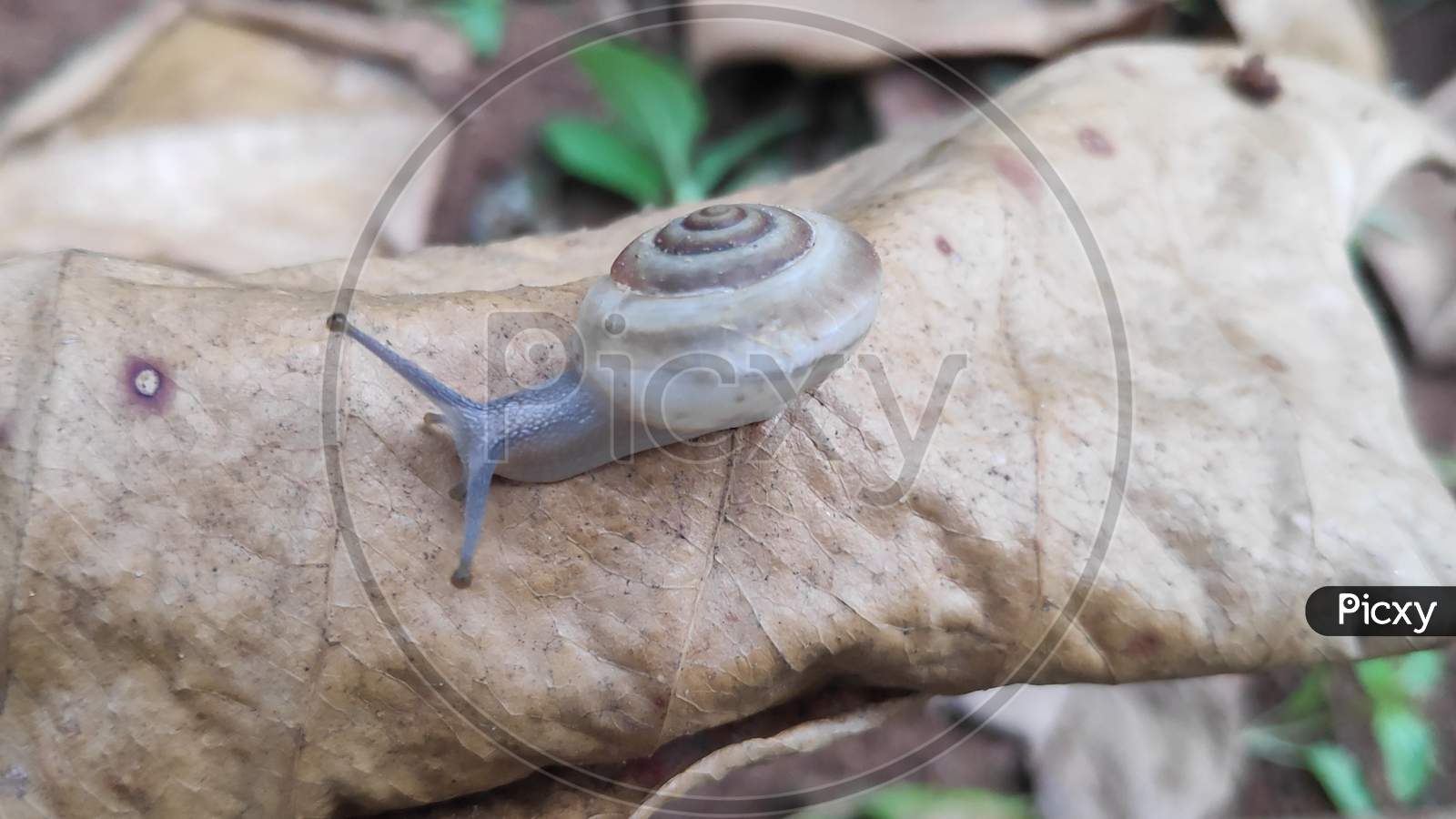 Small White Snail is walking on faded leaf