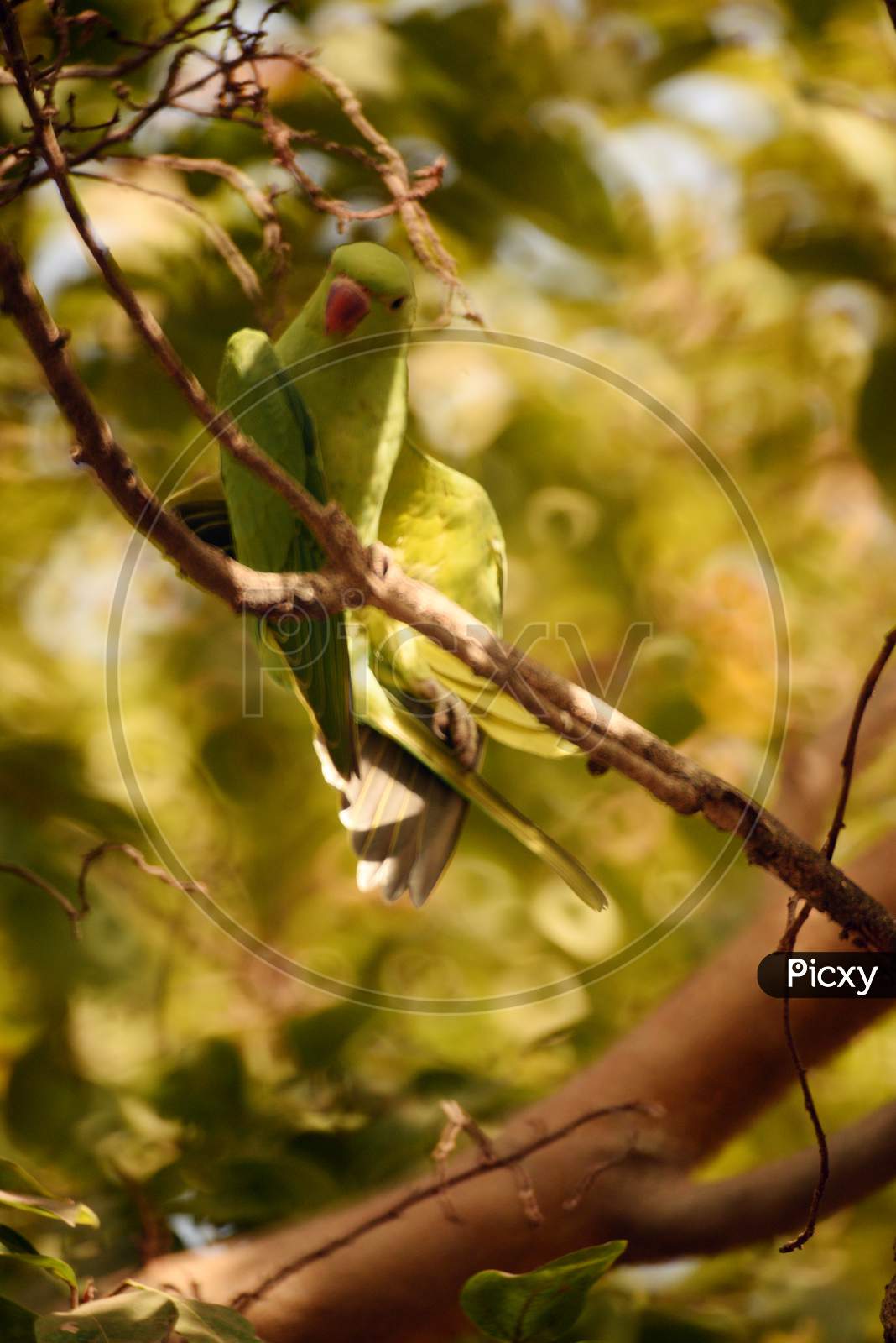 Parrot sitting on a branch closeup photos