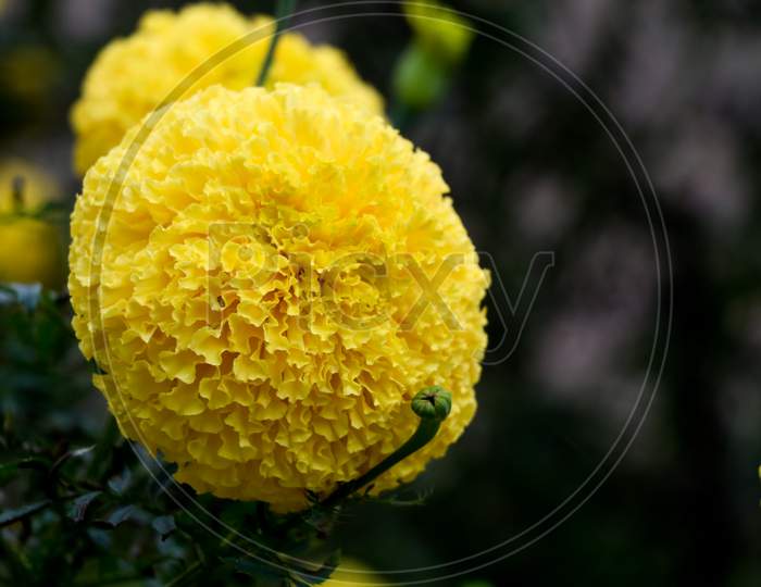 Close Up Shot Of Light Yellow Color Marigold Flower