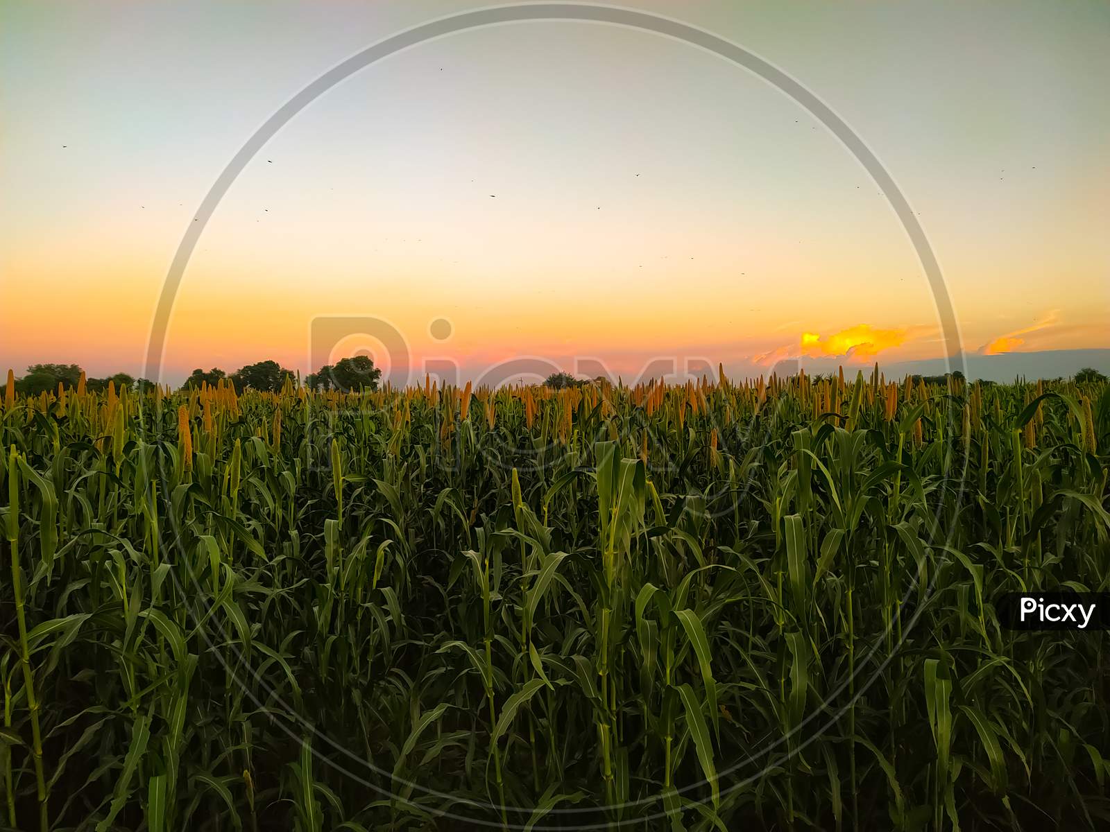 Field of millet on a sunset sky background