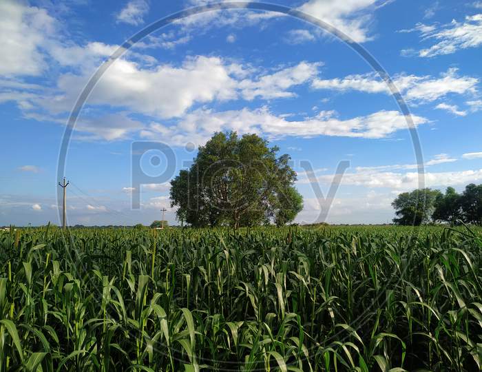 Millet Field And Trees On Blue Sky Background