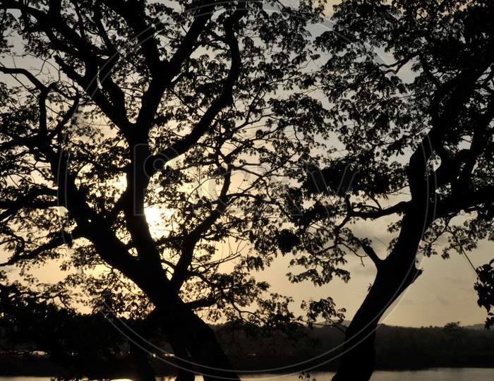 Sunset Captured Through A Tree Near A River.